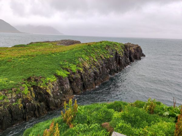 Vogelfelsen bei Borgarfjrdur Island 2022